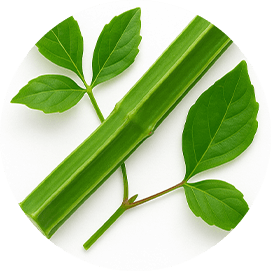 Cissus Quadrangularis Extract